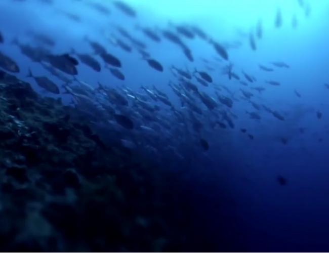 Fisheries and aquaculture biomass
